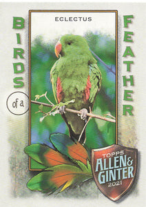 2021 Topps Allen & Ginter Birds of a Feather Eclectus #BOF-1