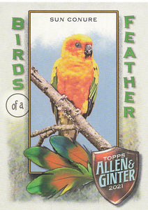 2021 Topps Allen & Ginter Birds of a Feather Sun Conure #BOF-2