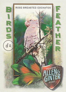 2021 Topps Allen & Ginter Birds of a Feather Rose-Breasted Cockatoo #BOF-7