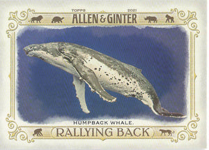 2021 Topps Allen & Ginter Rallying Back Humpback Whale #RB-6