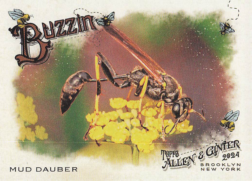 2024 Topps Allen & Ginter Baseball Buzzin' Mud Dauber #BUZ-1