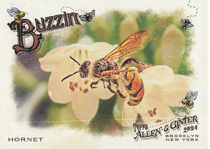 2024 Topps Allen & Ginter Baseball Buzzin' Hornet #BUZ-15