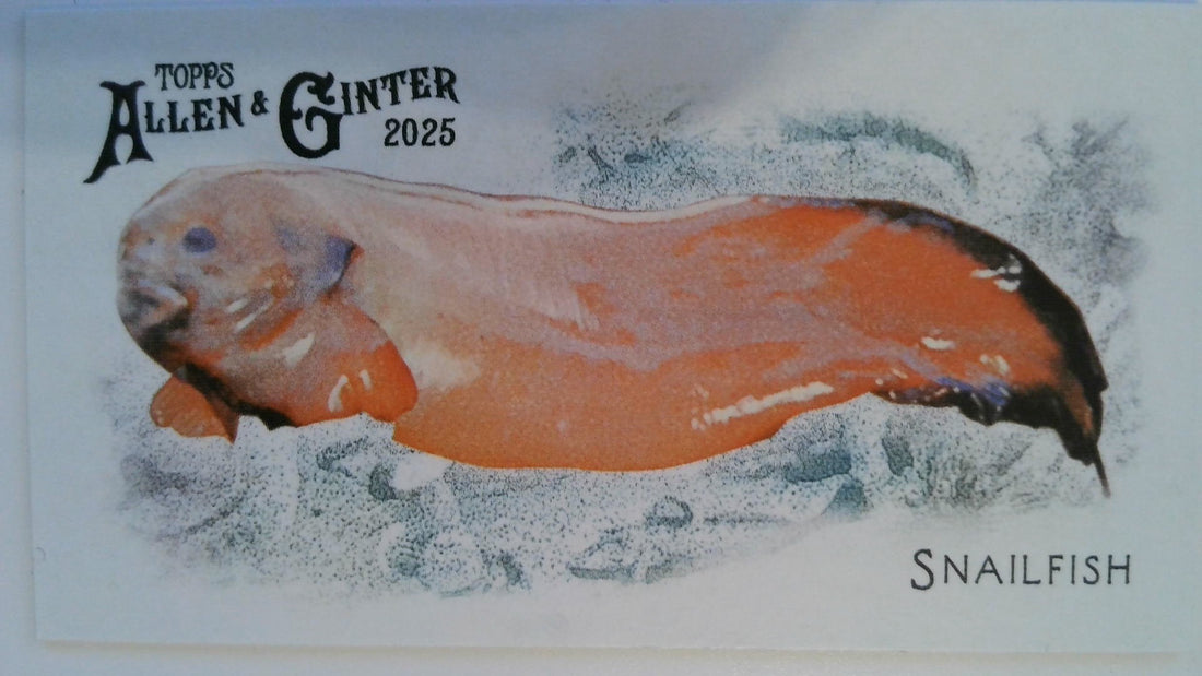 2025 Topps Allen & Ginter 50 Fishes from Global Waters Mini Snailfish #FGW-47