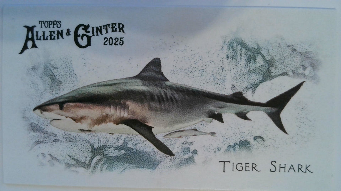 2025 Topps Allen & Ginter 50 Fishes from Global Waters Mini Tiger Shark #FGW-24