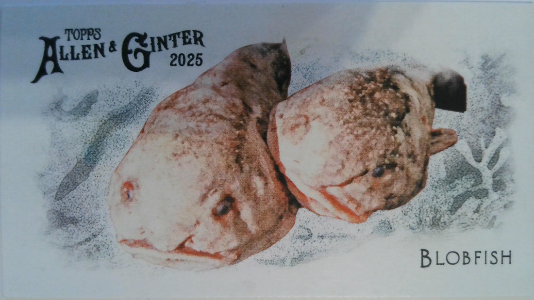 2025 Topps Allen & Ginter Mini 50 Fishes from Global Waters Blobfish #FGW-19